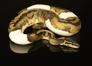 Nagini, Horcrux di Voldemort