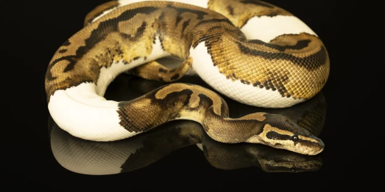 Nagini, Horcrux di Voldemort