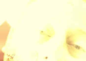 Un mafioso in pensione compie un'azione di vendetta dopo essere stato dato per morto con 22 proiettili in corpo dal suo ex amico d'infanzia.