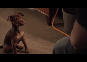 "Un Viaggio a quattro Zampe" racconta l'avventura di Bella, un cane che intraprende un viaggio di 400 miglia verso casa dopo essere stato separato dal suo amato umano.